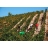 Stage dnologie Domaine Clavel